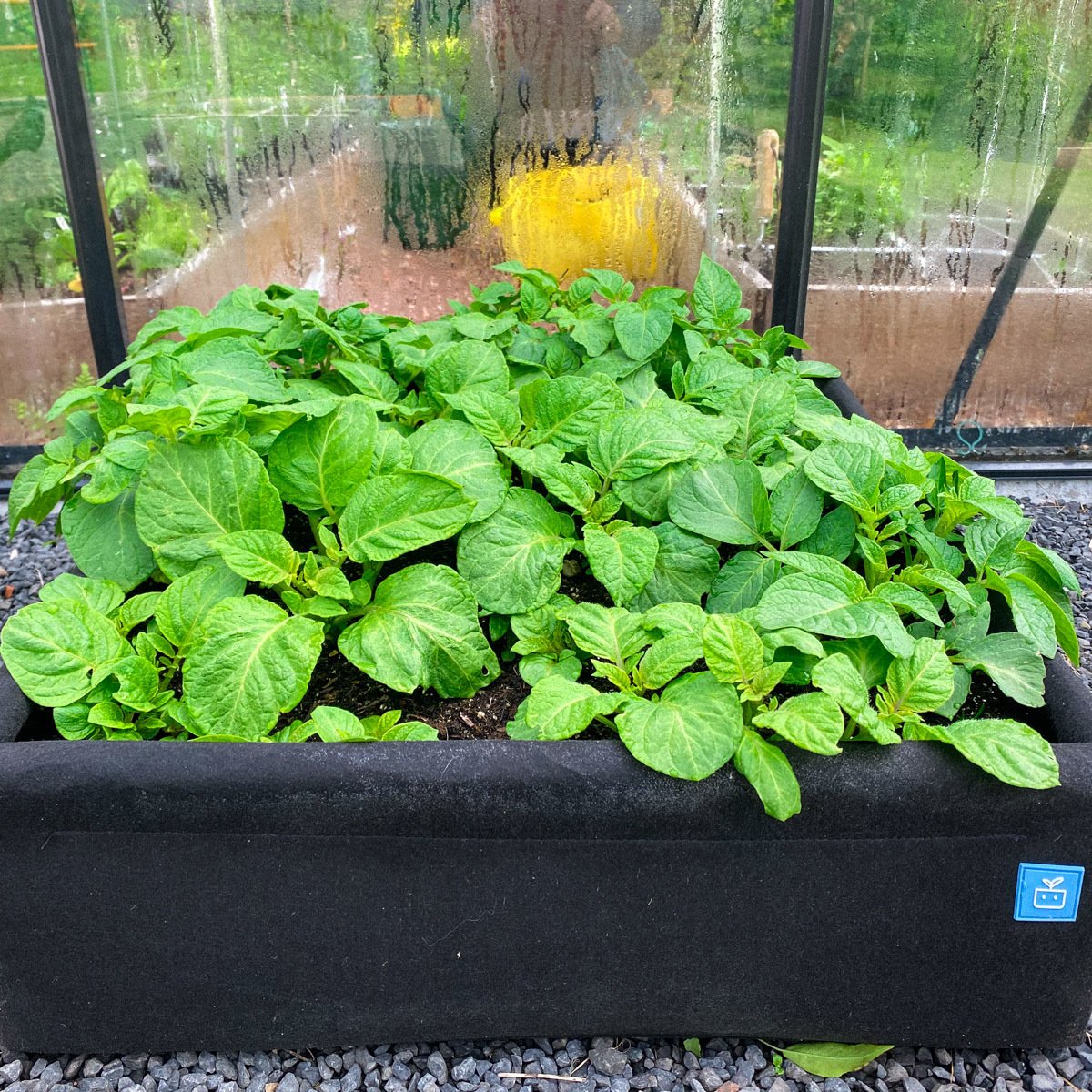 Aardappels in de 4 vakken van een Makkelijke Moestuin airbak. 