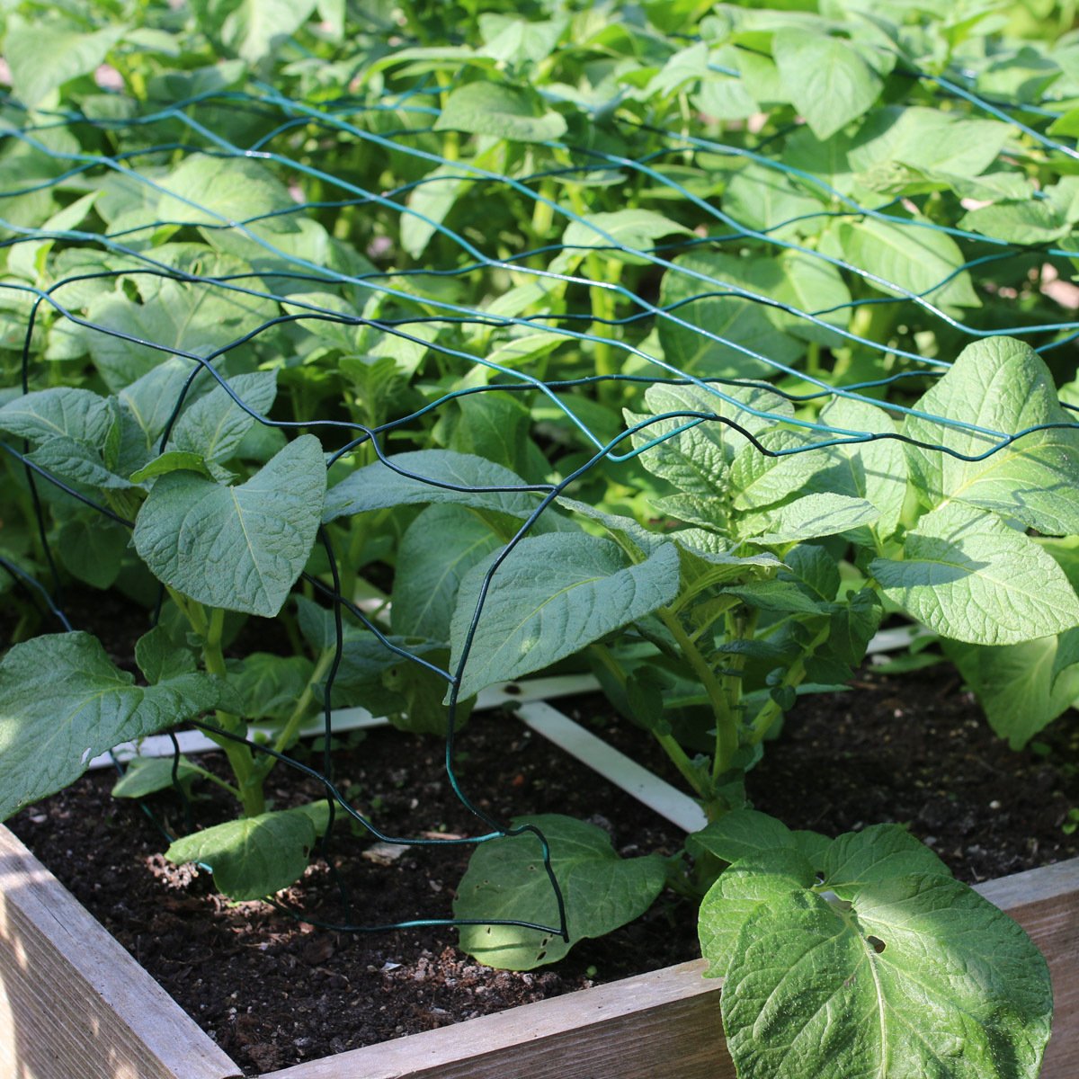 Zet een rekje over aardappel planten om ze netjes in het vak van een Makkelijke Moestuinbak te houden