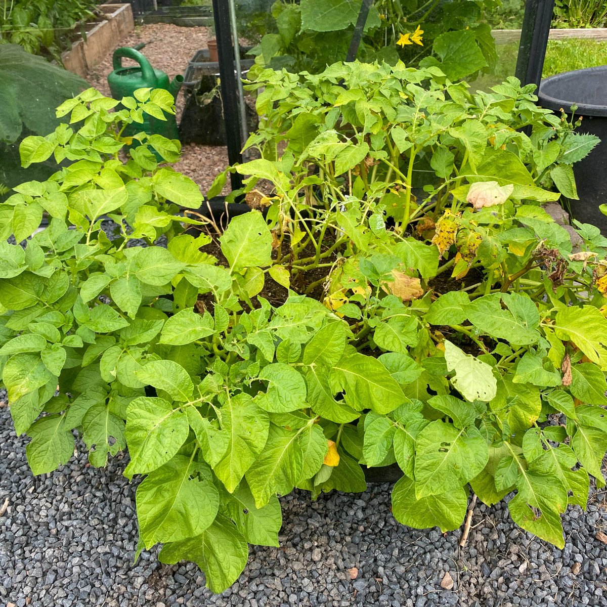 Als aardappelplanten gelig worden, komt de oogst in zicht