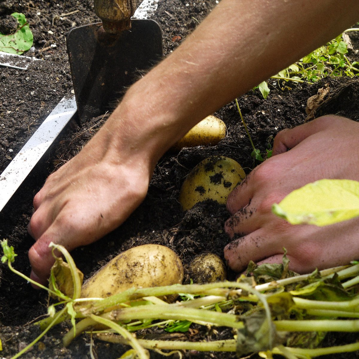 Aardappels oogsten uit een Makkelijke Moestuinbak