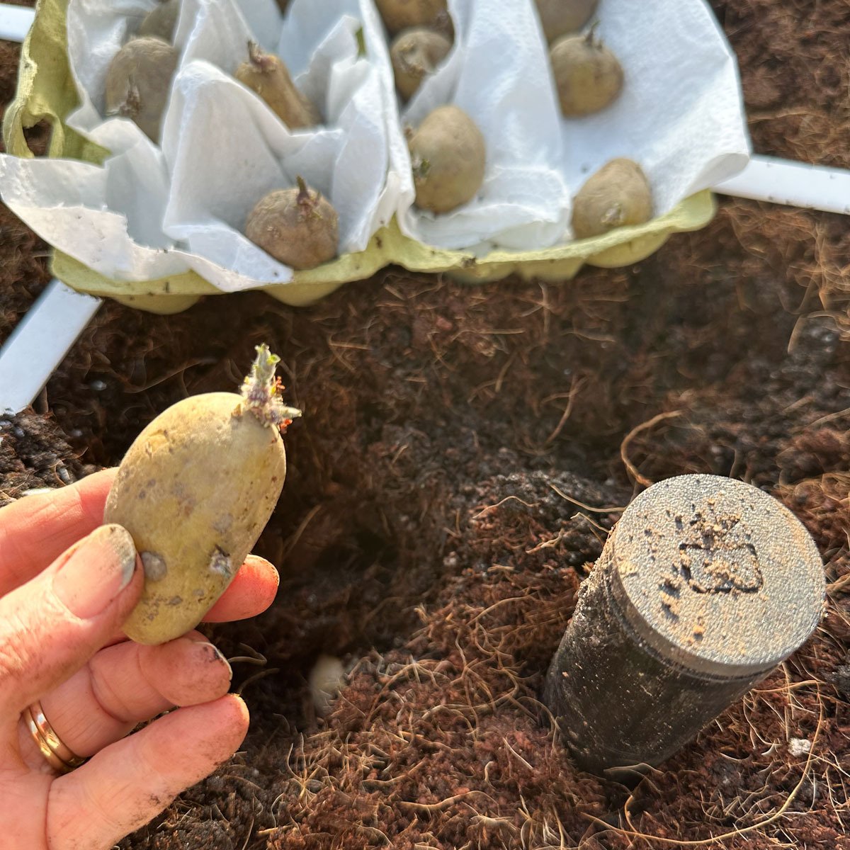 Poot 2 aardappels per vak: op de bodem van je Makkelijke Moestuinbak