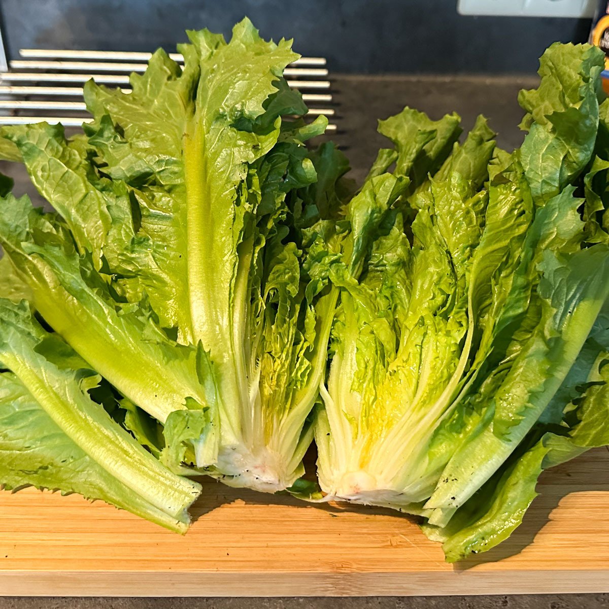 1 krop Makkelijke Moestuin Zomerandijvie: meer dan genoeg voor een grote maaltijd. 