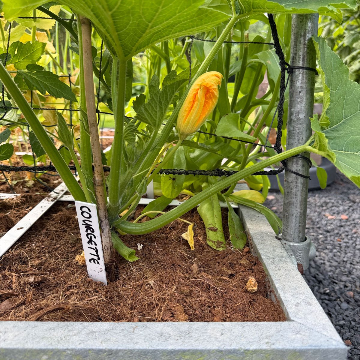 Duw het plantje van de Makkelijke Moestuin klimcourgette richting klimrek