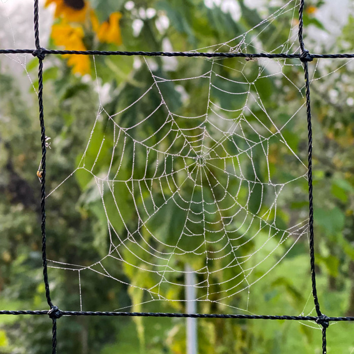 Herfst in de moestuin: wat doe je dan?