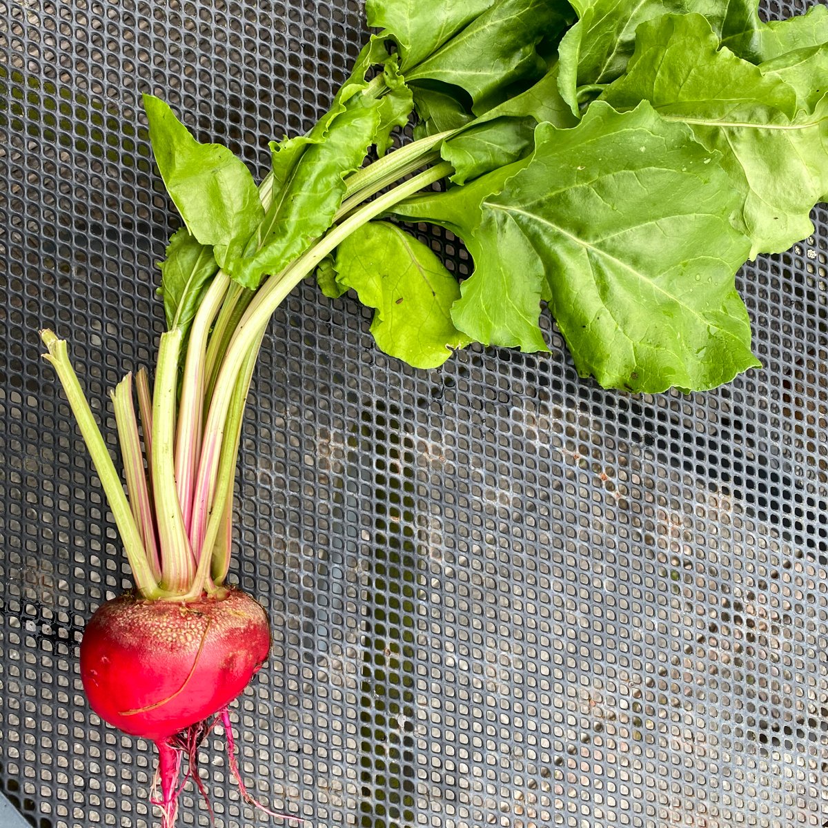 Chioggia bieten zijn super gezond