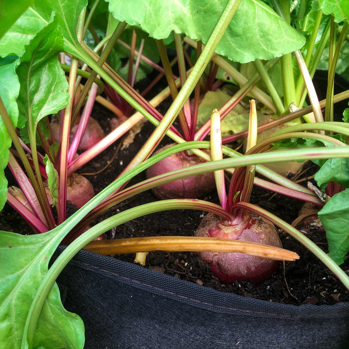 Chioggia bieten in een Makkelijke Moestuin mini