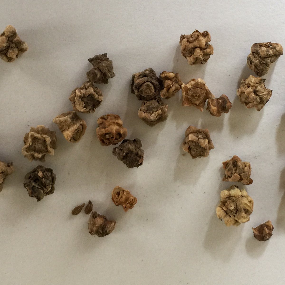 Zaden van de Makkelijke Moestuin Chioggia biet