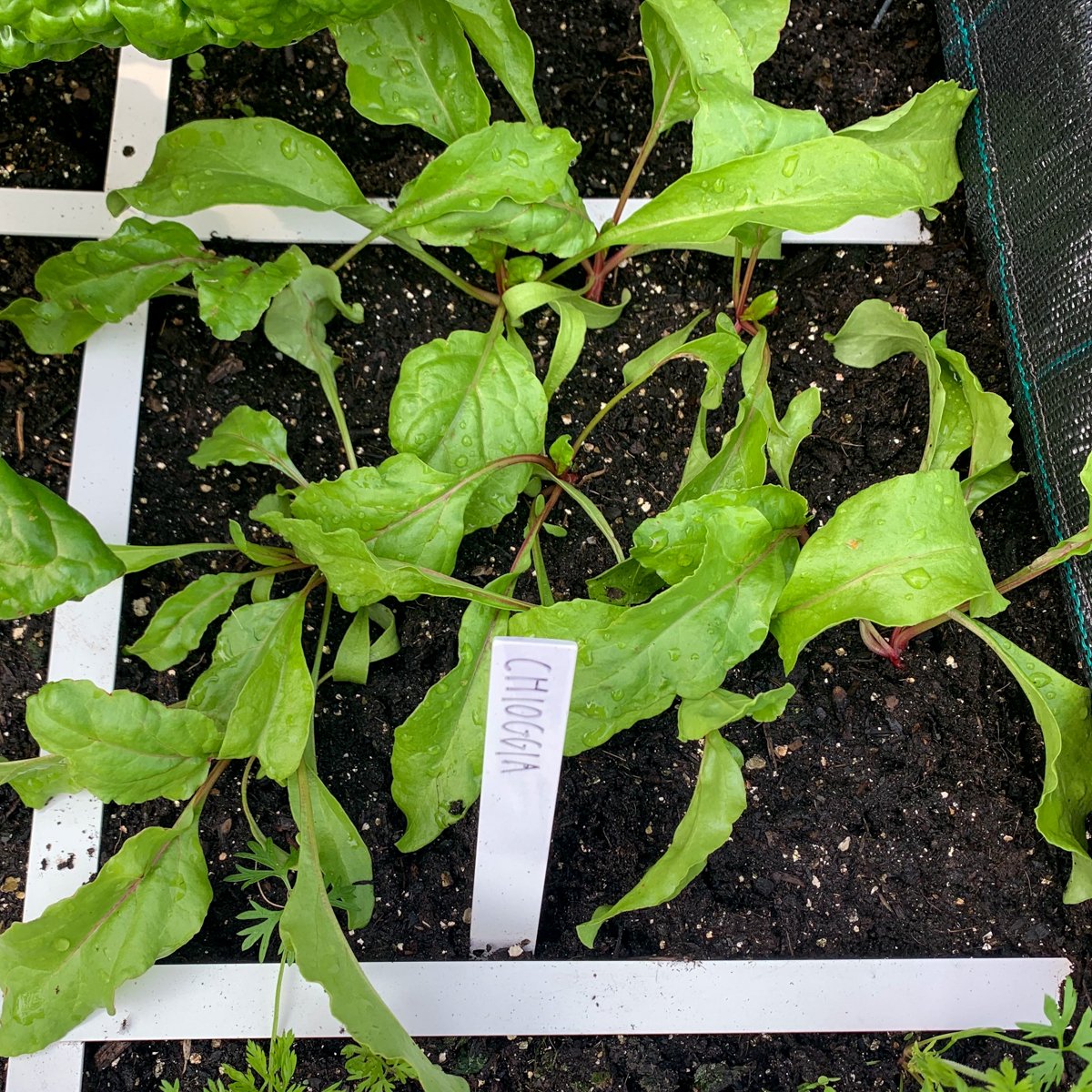 Kleine plantjes van de Makkelijke Moestuin Chioggia biet