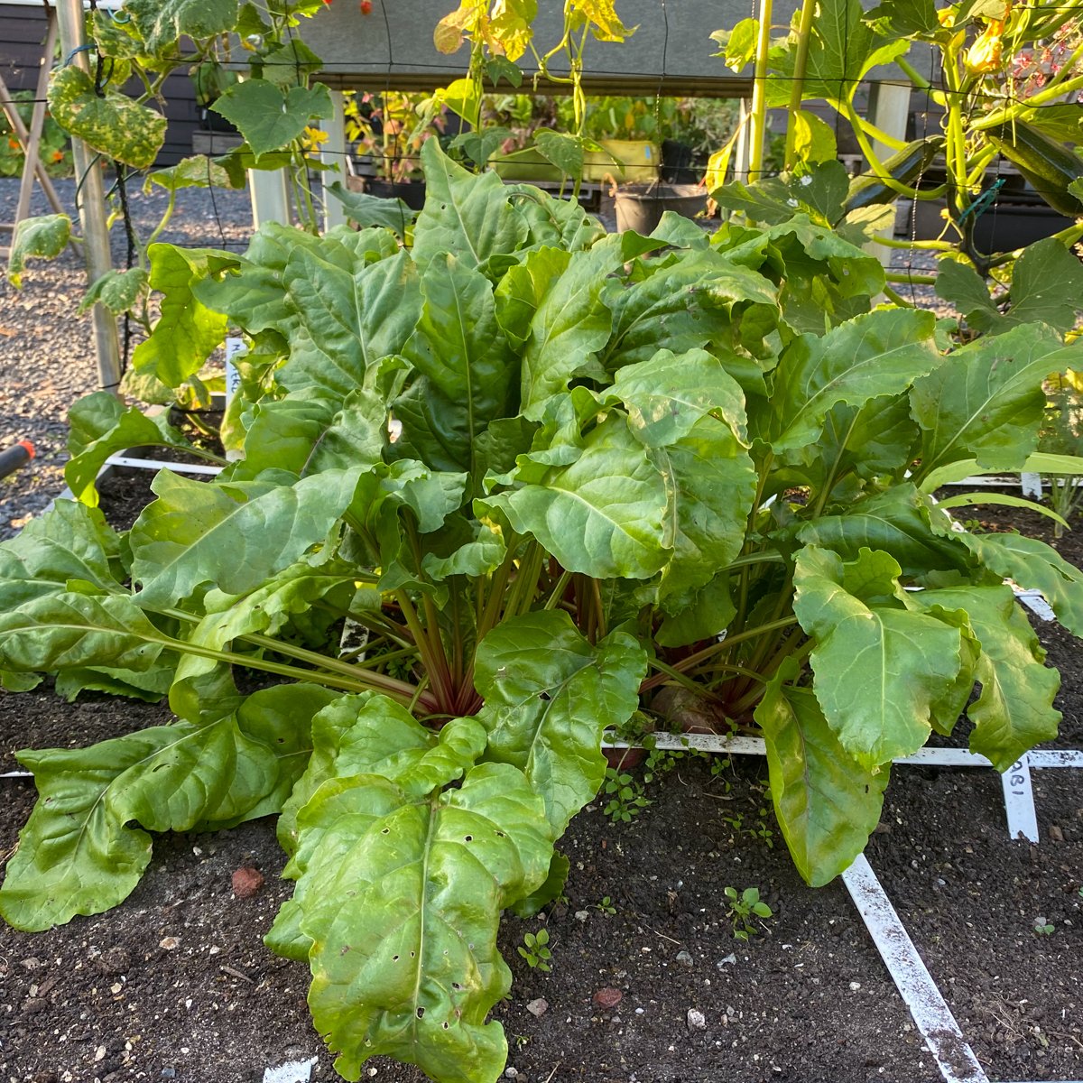 Frisgroen blad van de Chioggia biet
