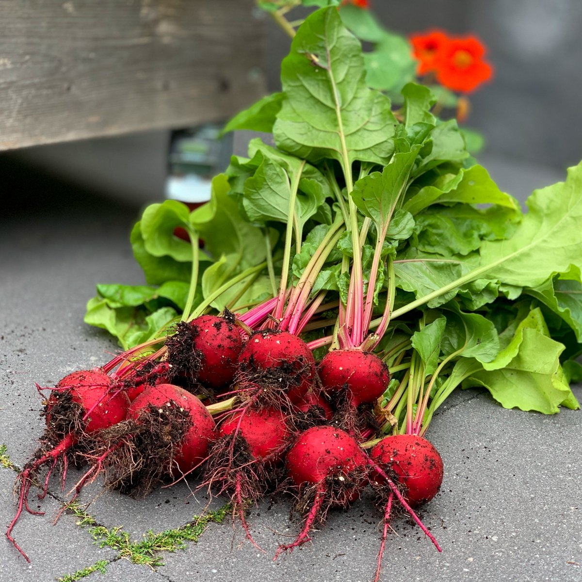 Net geoogste Chioggia bieten uit de Makkelijke Moestuin