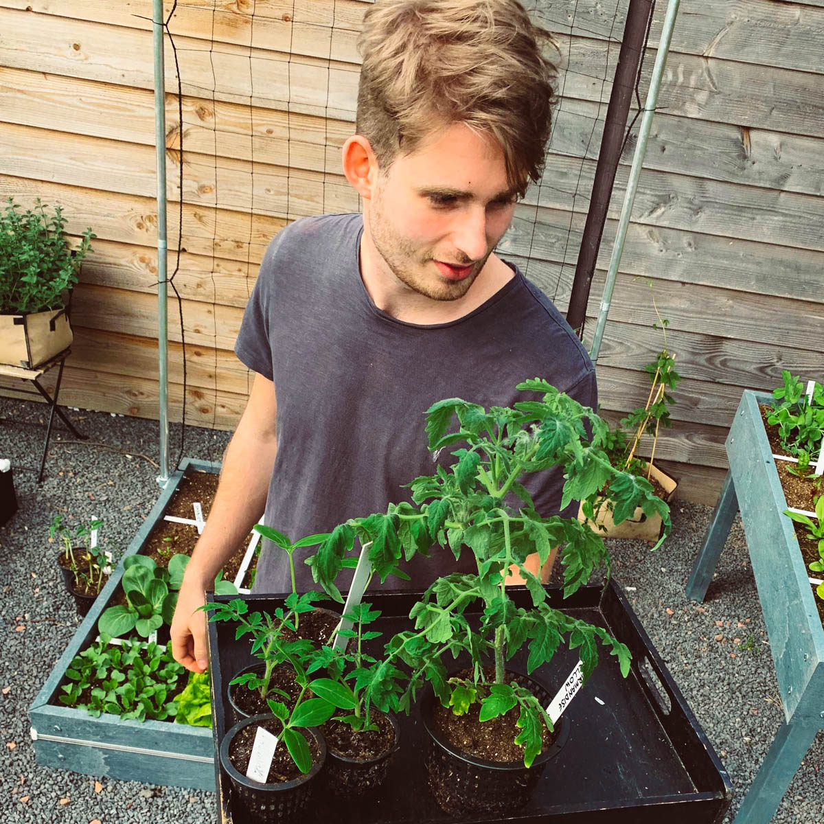 Afharden balkontomaat eind mei: wennen aan de buitenlucht