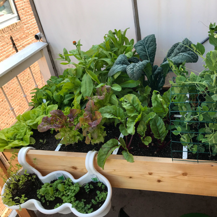 Miriams Makkelijke Moestuin
