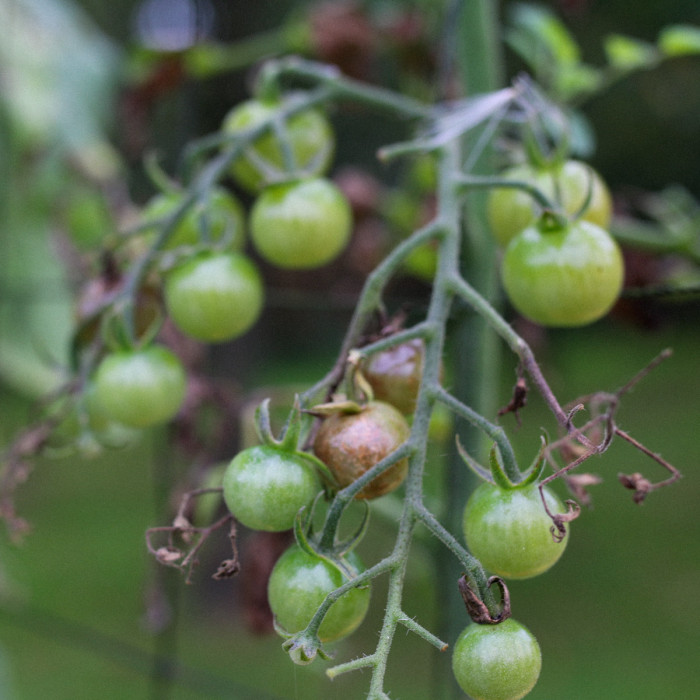 Tomatenziekte in de moestuin grijp snel in