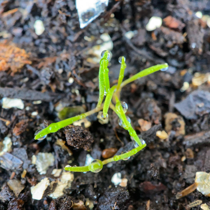 Regen, kou en storm: slecht voor je moestuin?