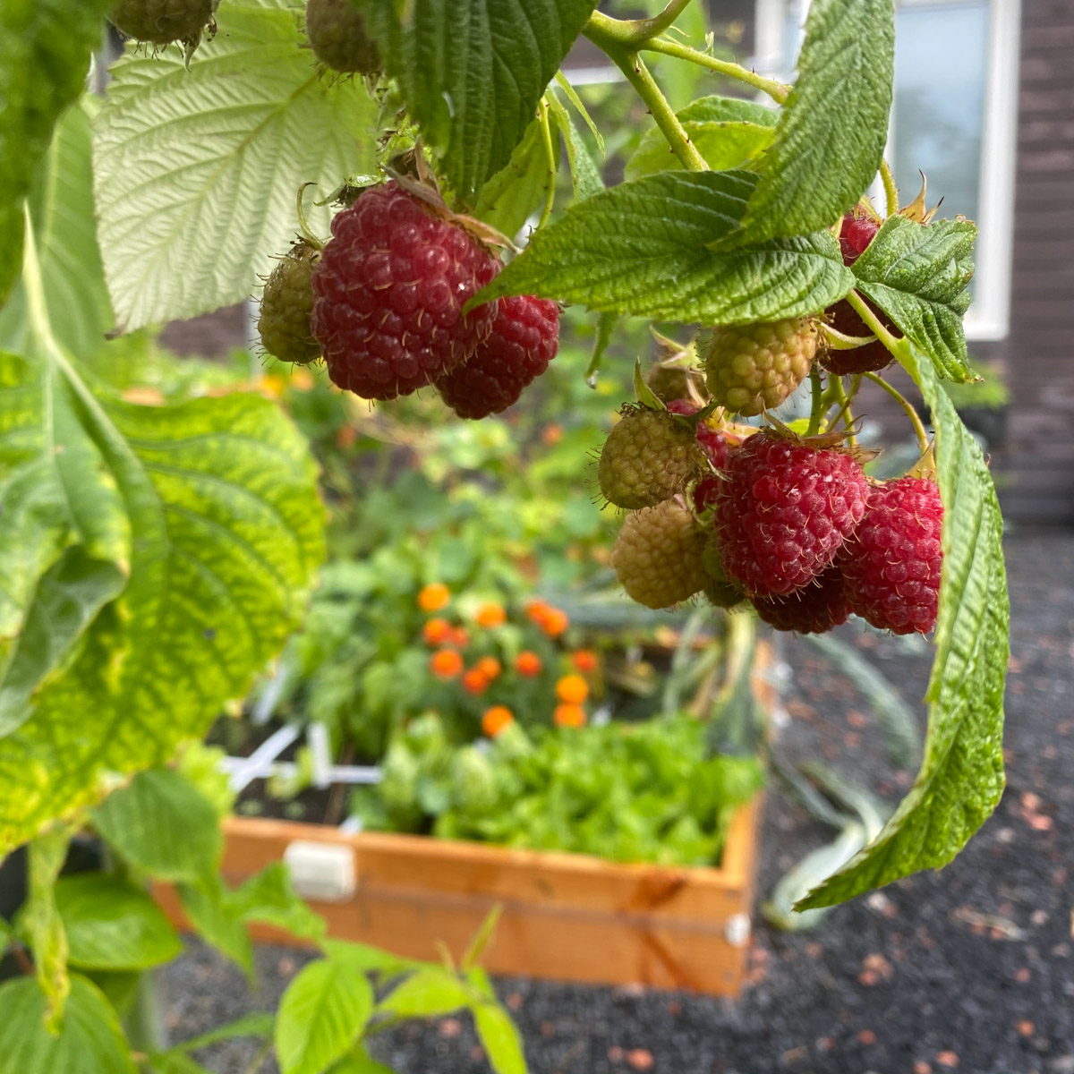 Frambozen in de Makkelijke Moestuin