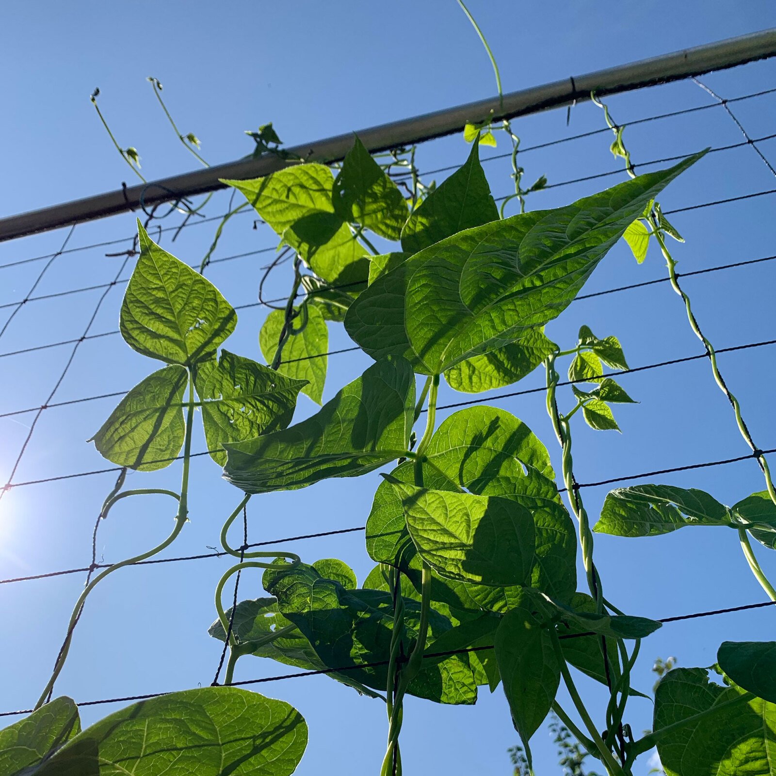 Klimrek voor moestuinbak