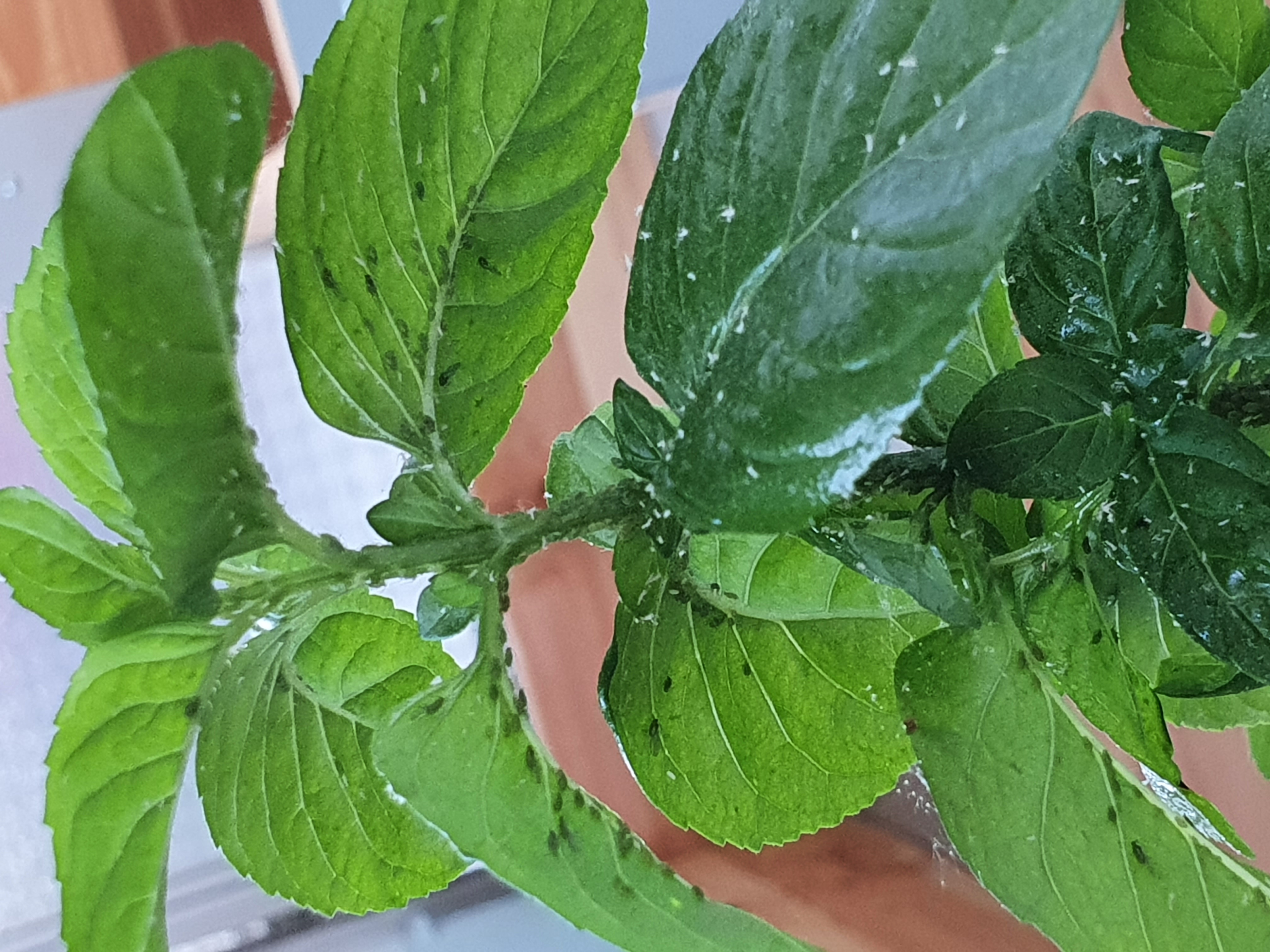 vliegjes op muntplant