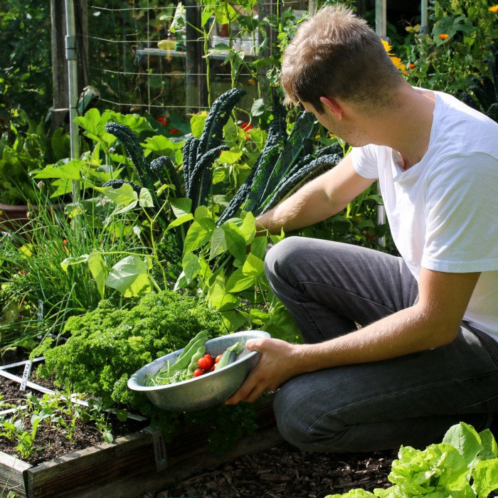 Oogsten uit moestuinbak eind juli