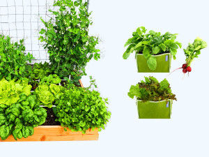 <div>Complete moestuin pakketten met alles erop en eraan. Van een kleine starter moestuin tot een kant en klare moestuin waar je veel uit oogst.</div>