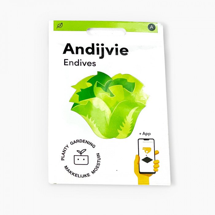 Endive