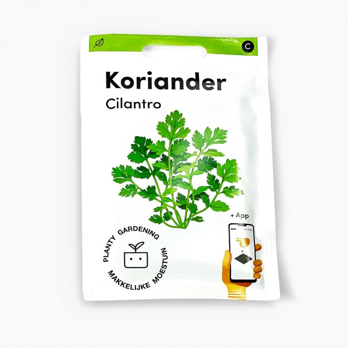 Cilantro