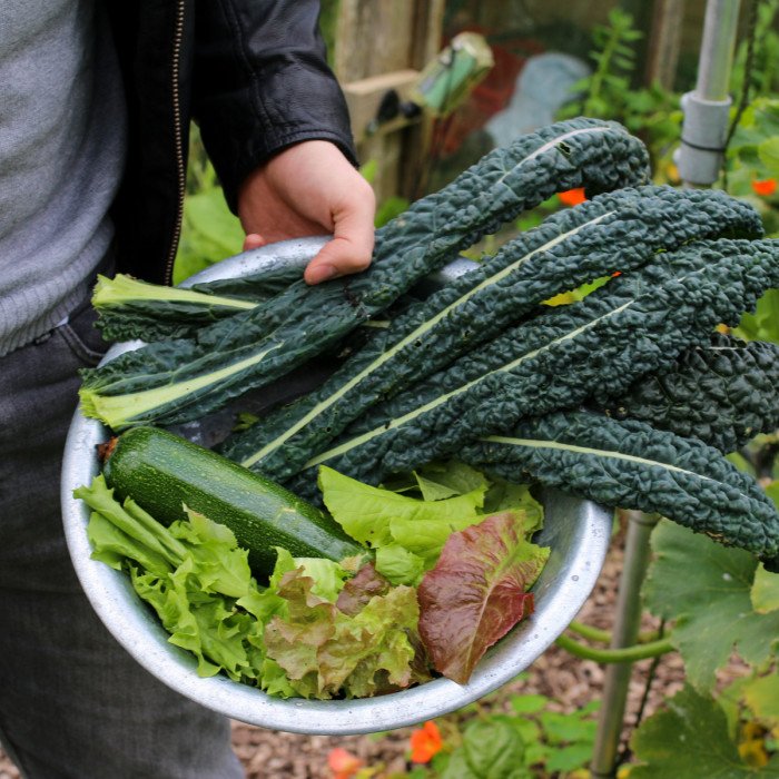 Oogsten uit moestuinbak september