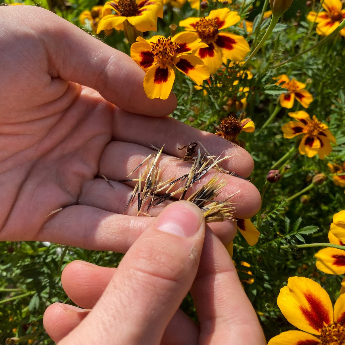 Zelf zaden oogsten Makkelijke Moestuin