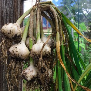 Knoflook