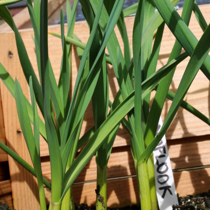 Knoflook