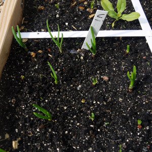 Red Winter Onions