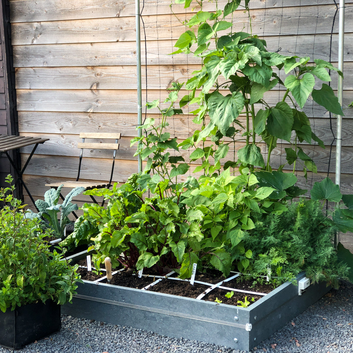 schudden Opsommen groot Valkuilen en beginnersfouten moestuin | Makkelijke Moestuin