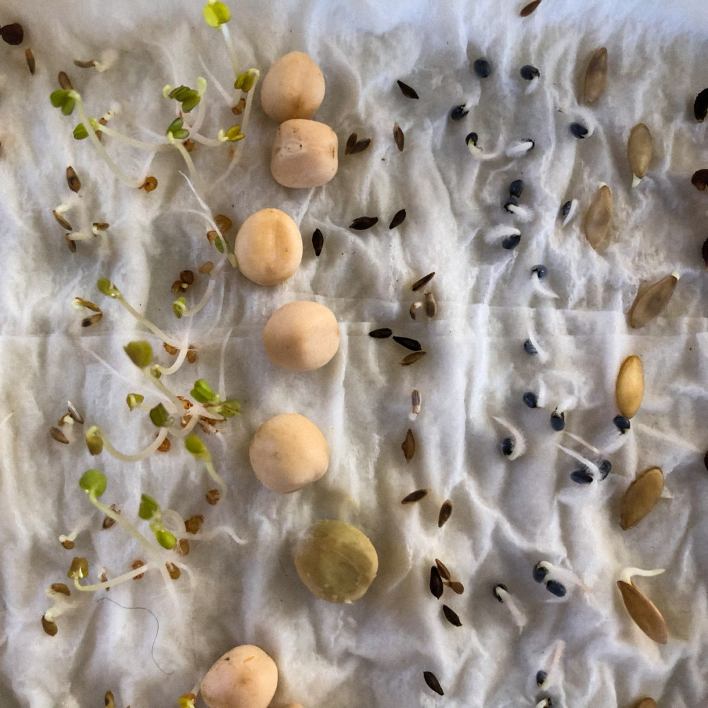 Zijn je oude zaadjes nog goed? Makkelijke Moestuin