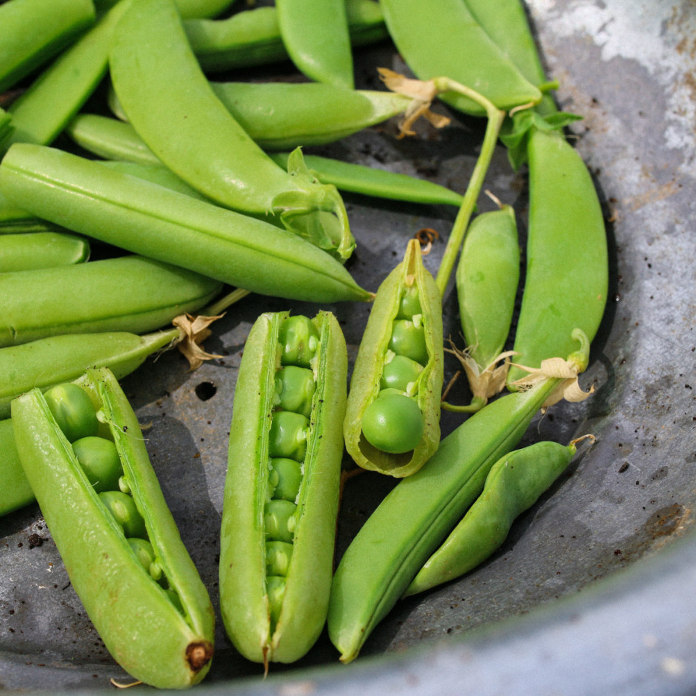 Winter pea sowing and growing Makkelijke Moestuin