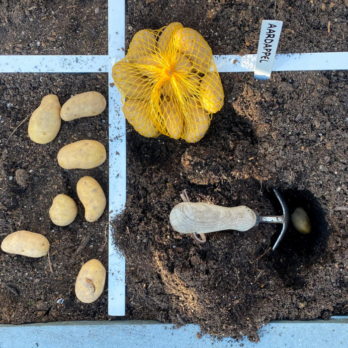 Vroege aardappels poten in maart