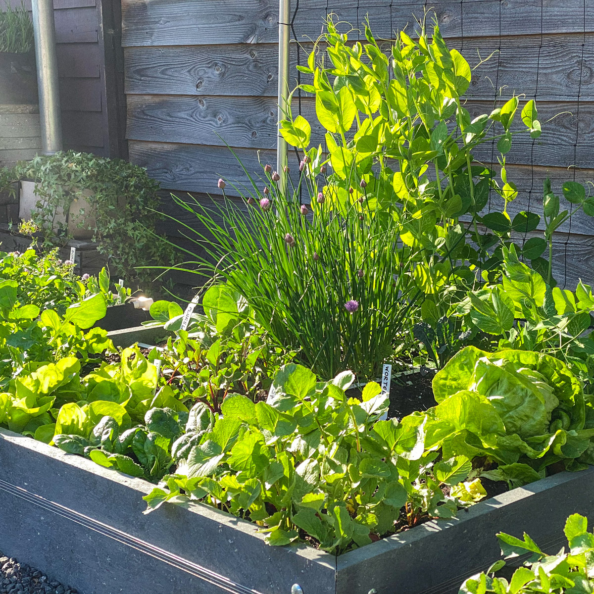 De moestuin: Maart en April