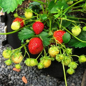 Twee aardbeienplantjes - doordragend