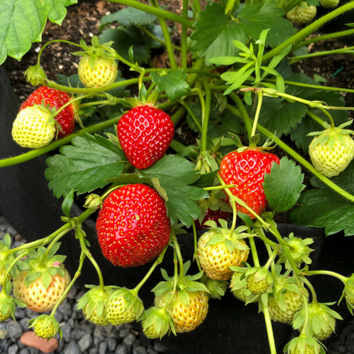 Doe je mee met aardbeien testen?