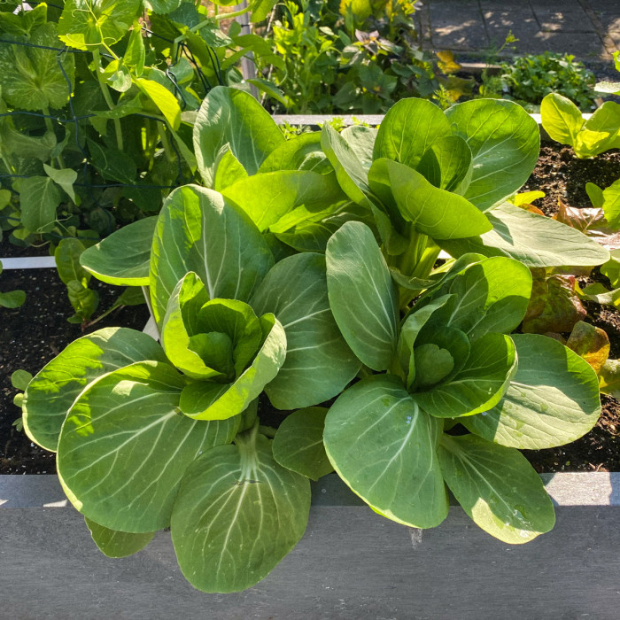 Bok choi