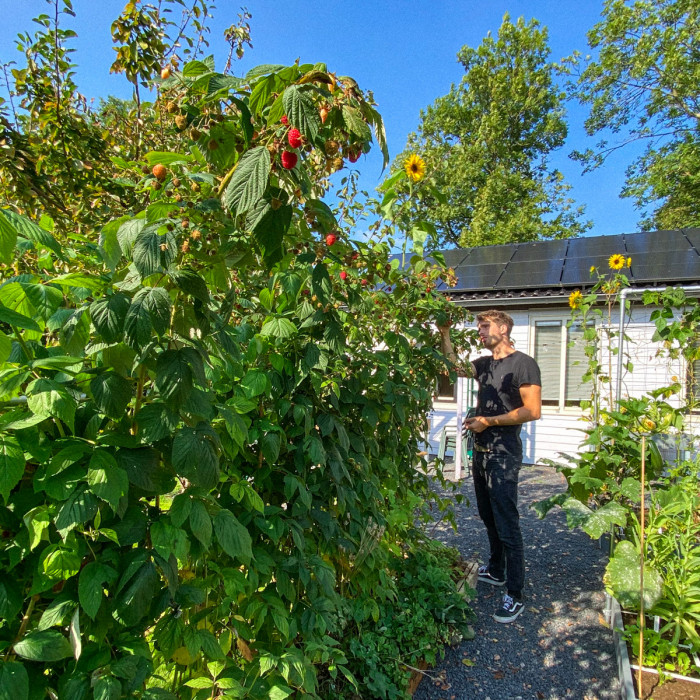 Fruit in moestuinbakken, wel of niet?