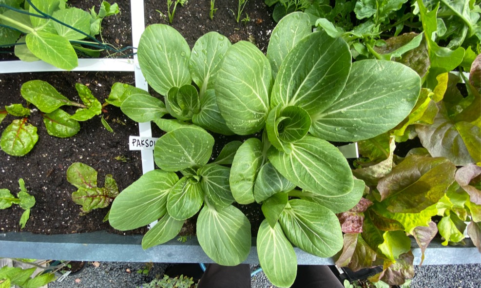 PaksoiMakkelijkeMoestuin.jpg