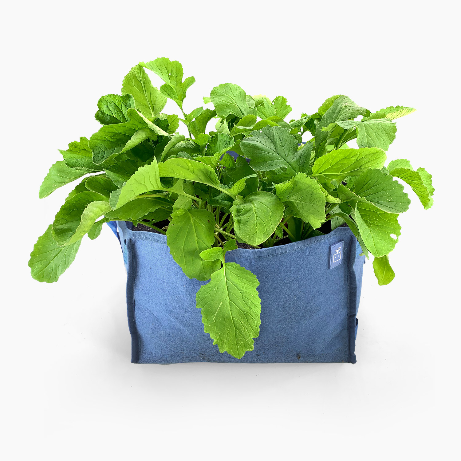 mm-mini-blauw-met-planten-1.jpg
