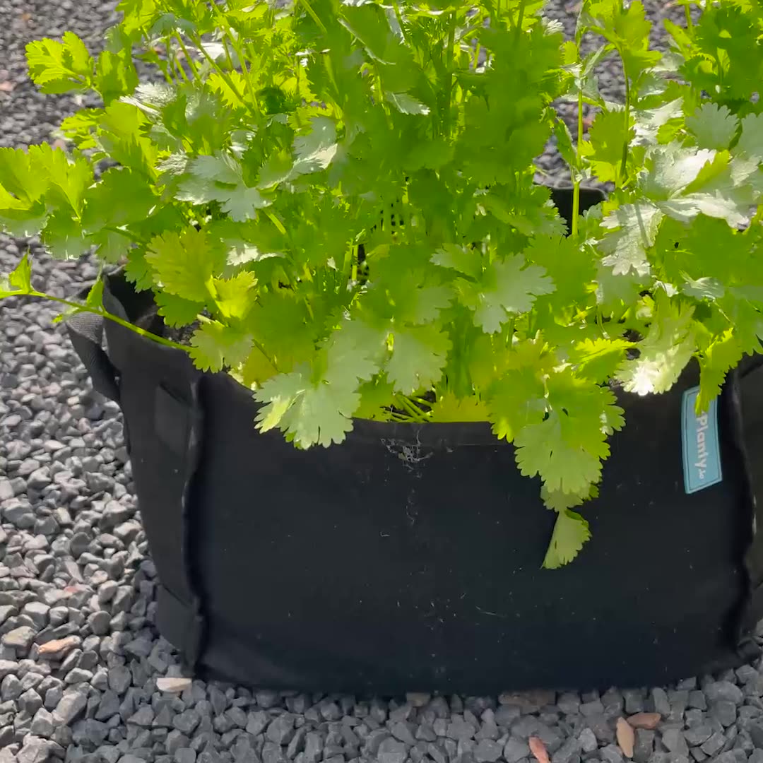Cilantro