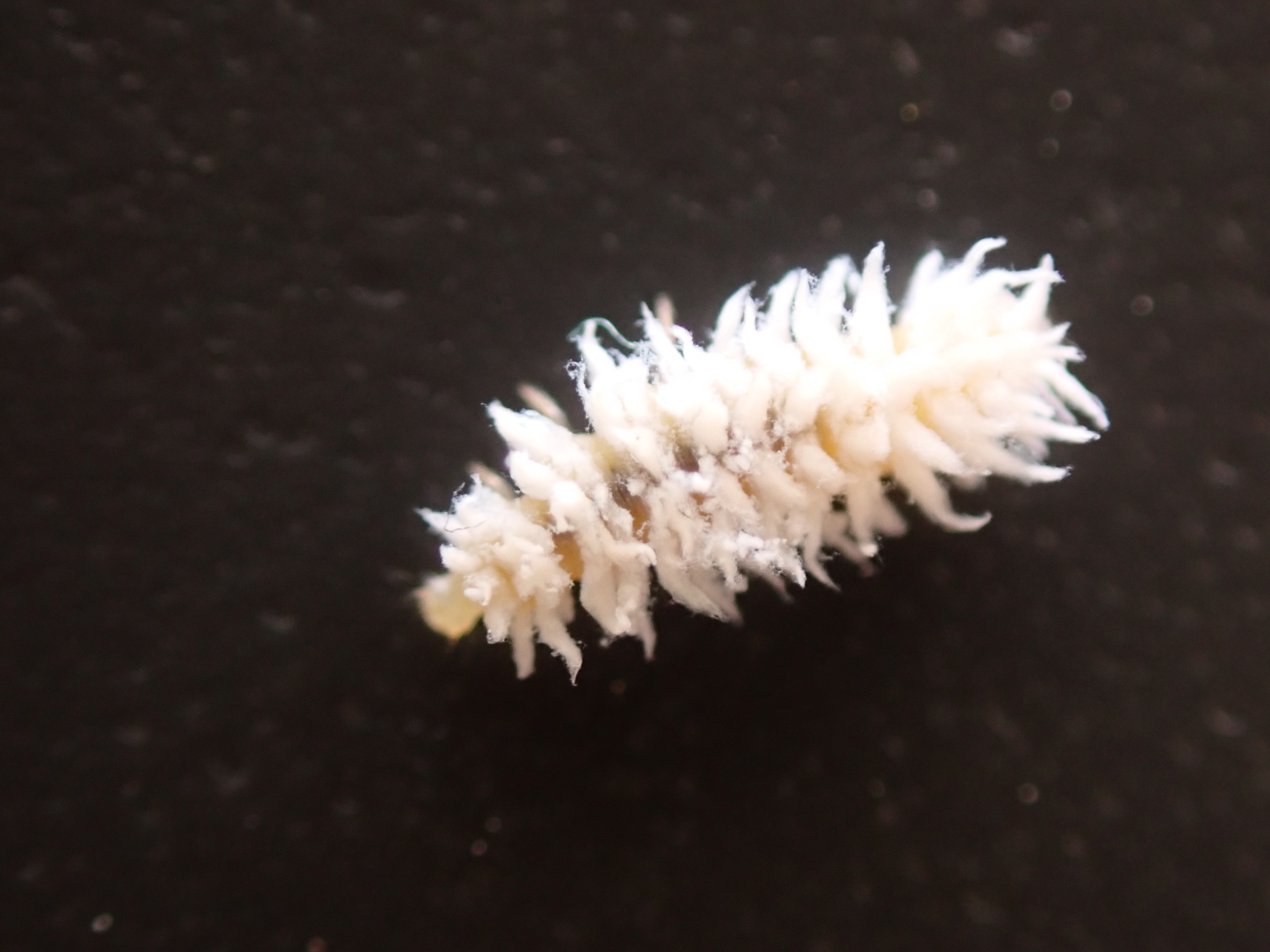 wolluis in palmkool😬 - Makkelijke Moestuin