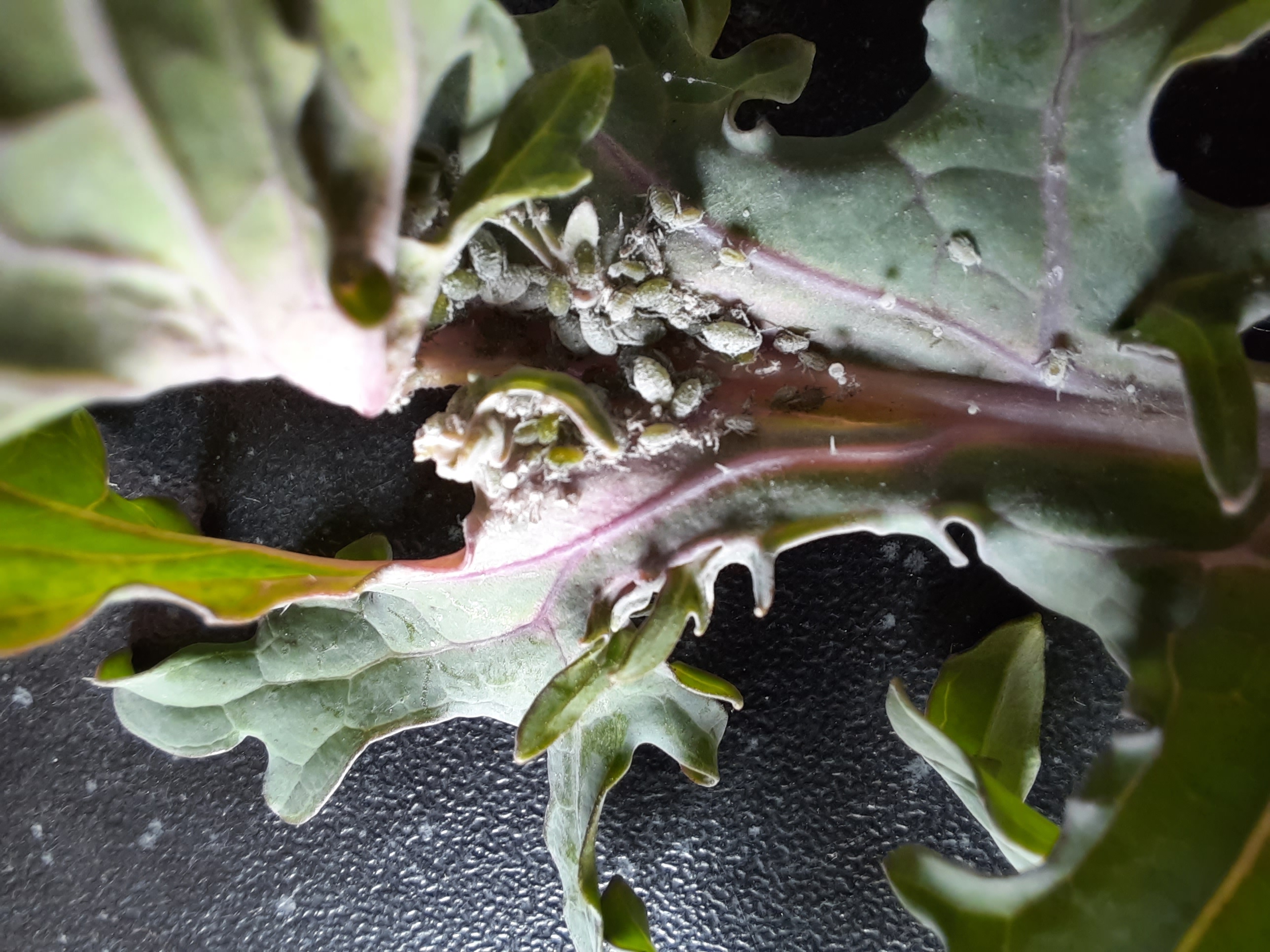 wolluis in palmkool😬 - Makkelijke Moestuin