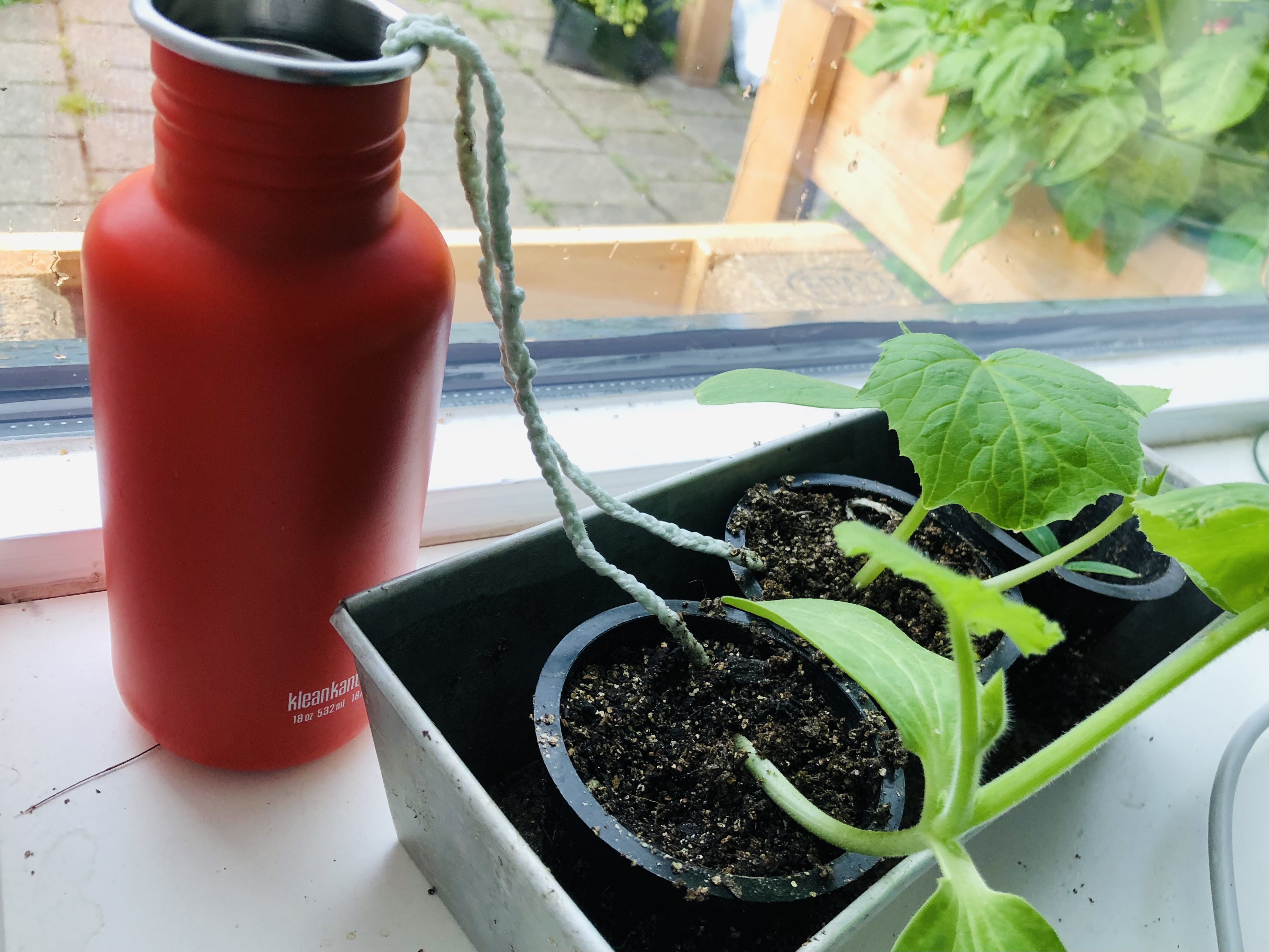 Water geven op de vensterbank tijdens vakantie - Makkelijke Moestuin