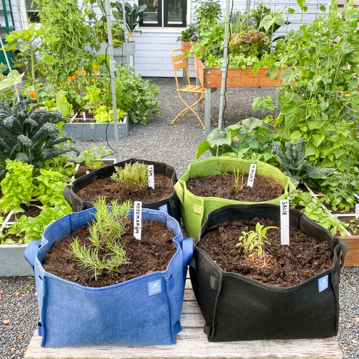 Nieuw: kruidenplantjes, óók in de app