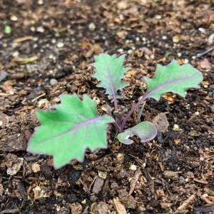 Purple kale