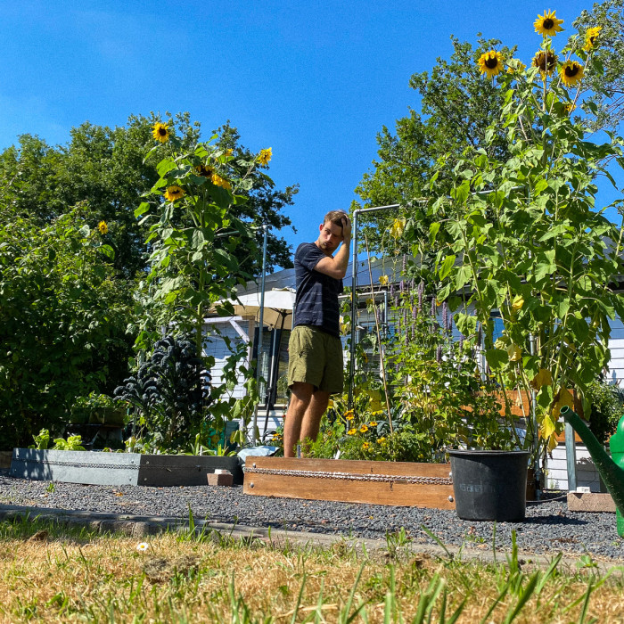 Hoe overleeft je moestuin deze hitte?