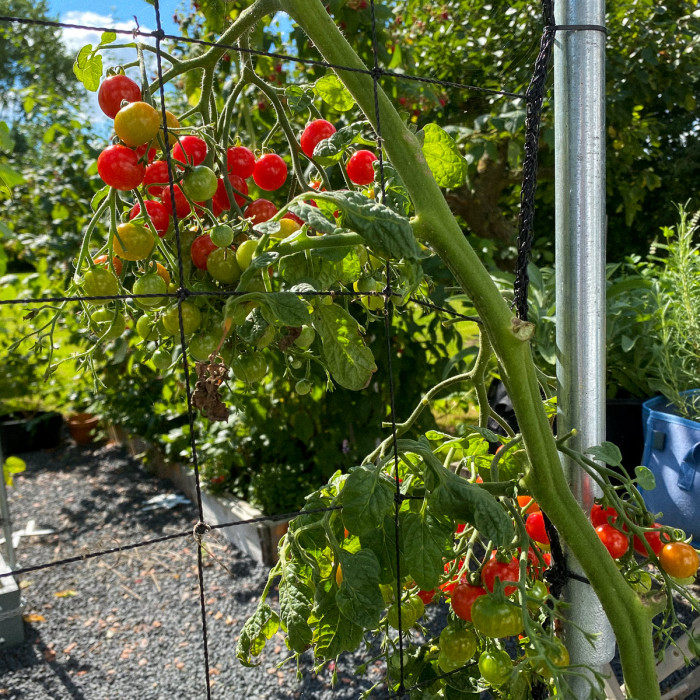 Begin september: hoogtij voor tomaten