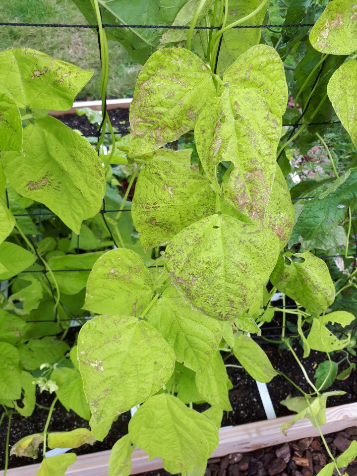 Bruine vlekken op bonen - Makkelijke Moestuin
